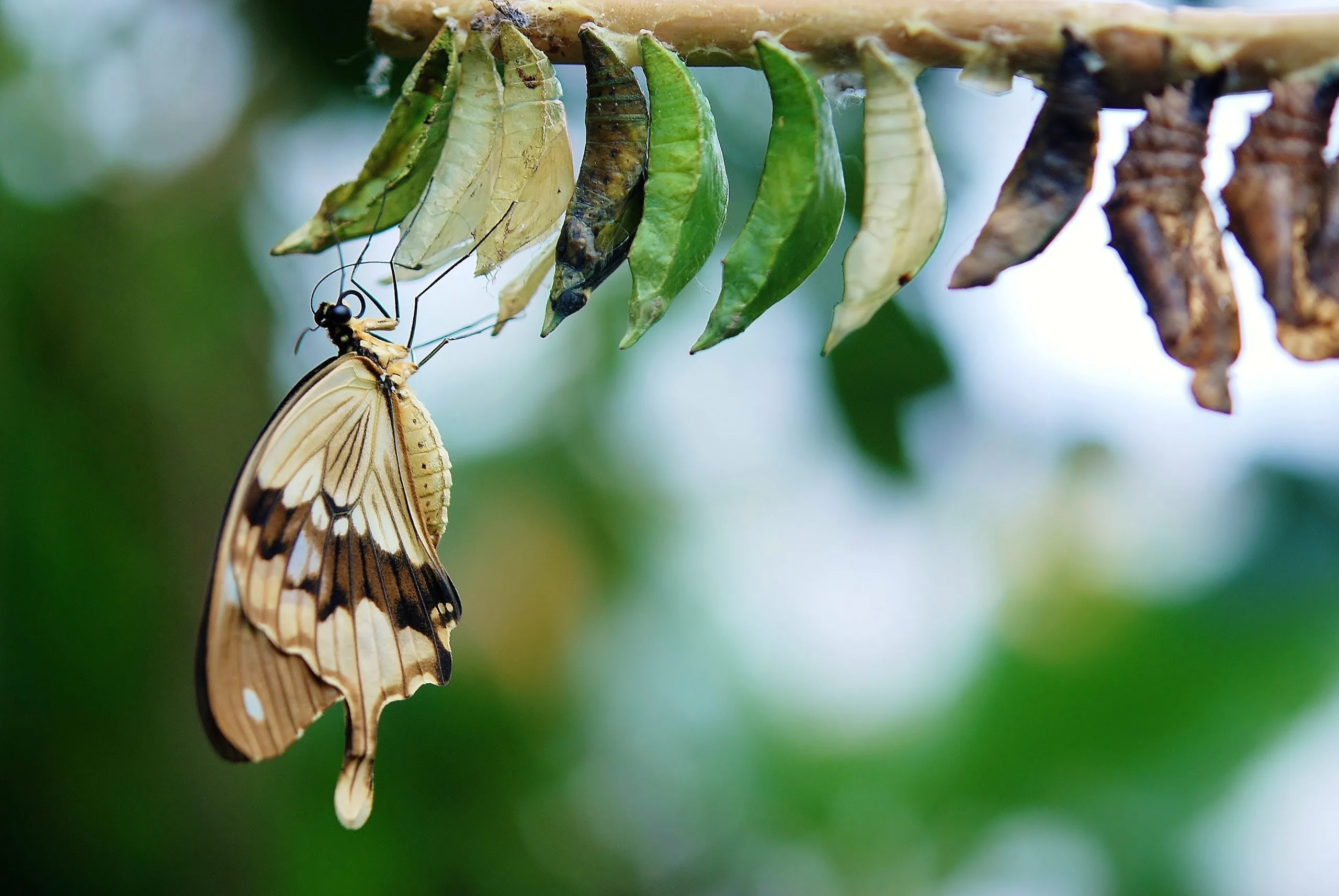 5 Components of agile transformation that can’t be ignored