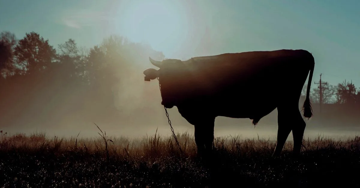 Interview with the Scrum Cow